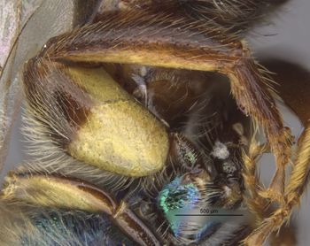 Media type: image;   Entomology 32584 Aspect: Leg hind
